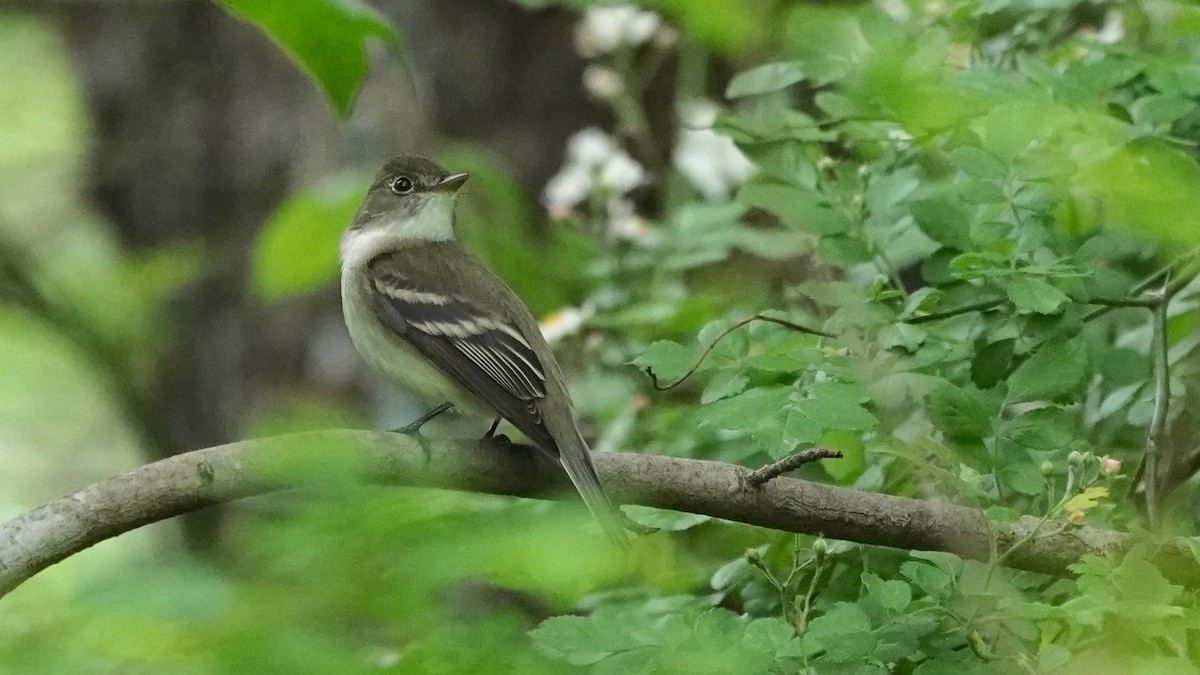 Alder Flycatcher - ML636490481