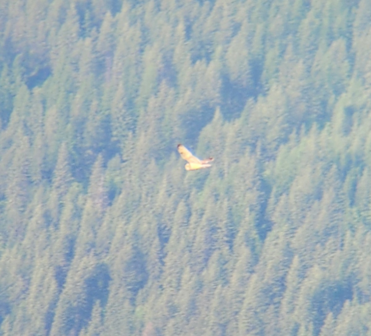 Short-eared Owl - ML636490486