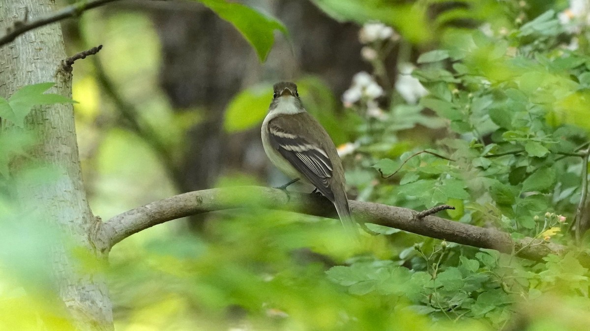 Alder Flycatcher - ML636490489