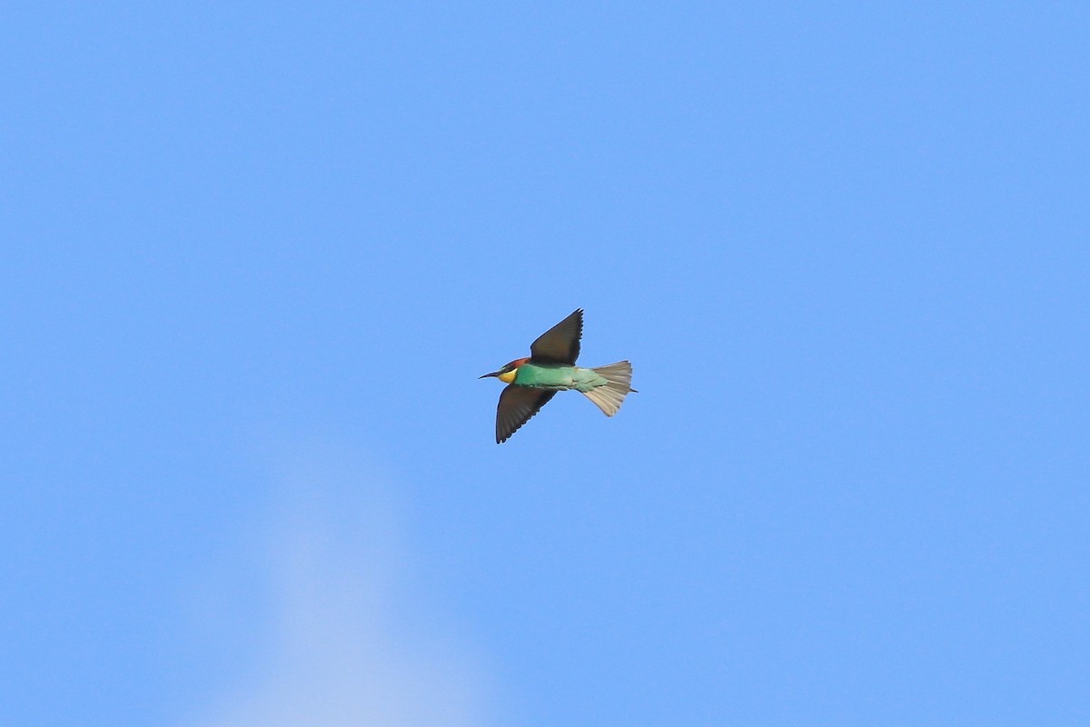 European Bee-eater - ML636490507