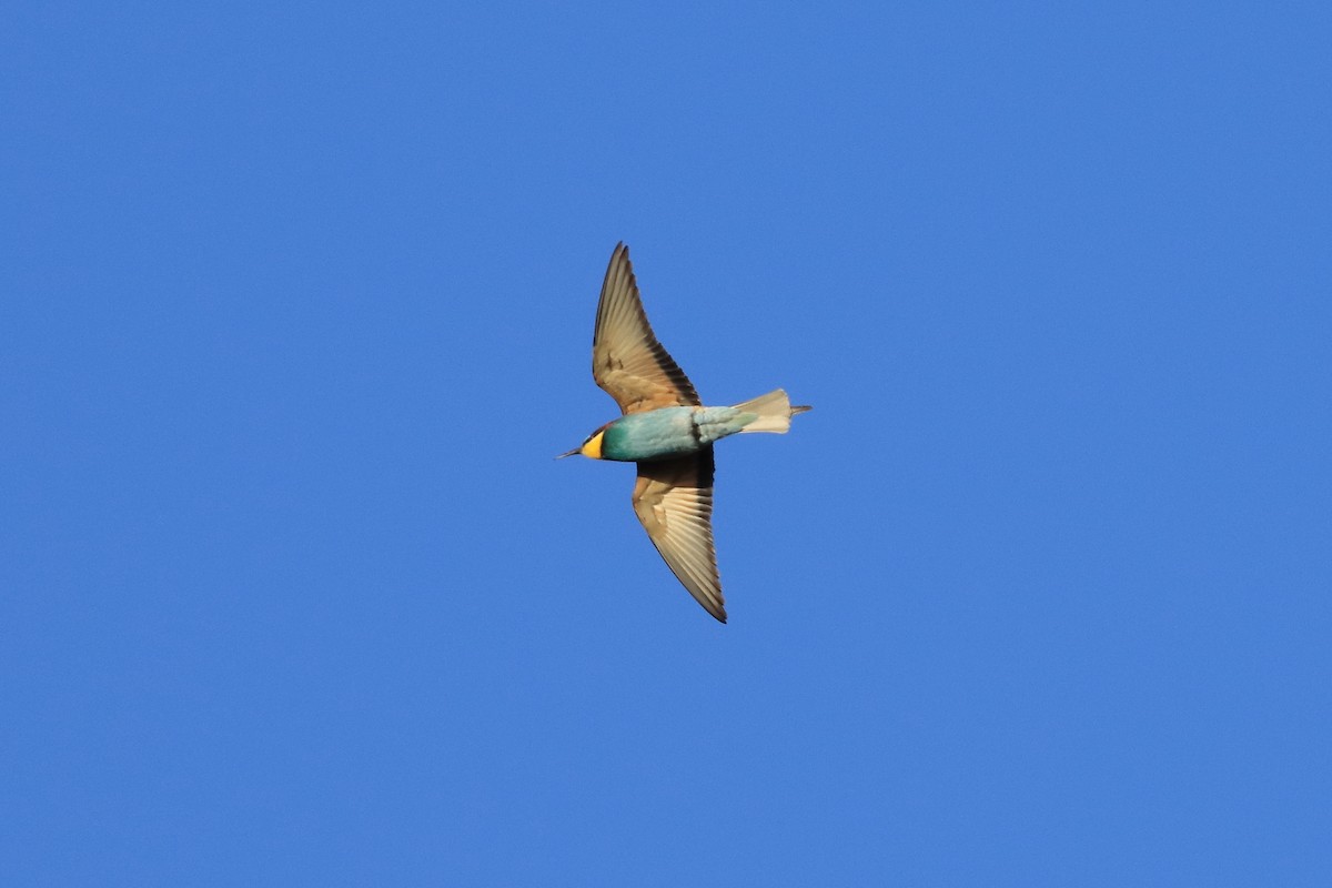 European Bee-eater - ML636490509