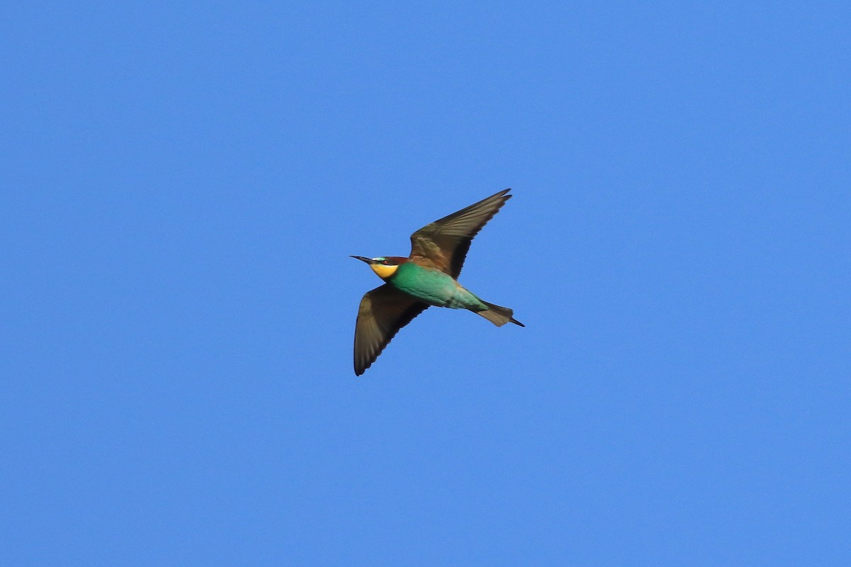European Bee-eater - ML636490510