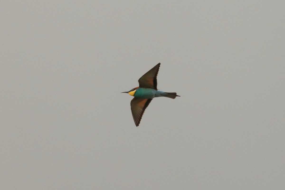 European Bee-eater - ML636490511