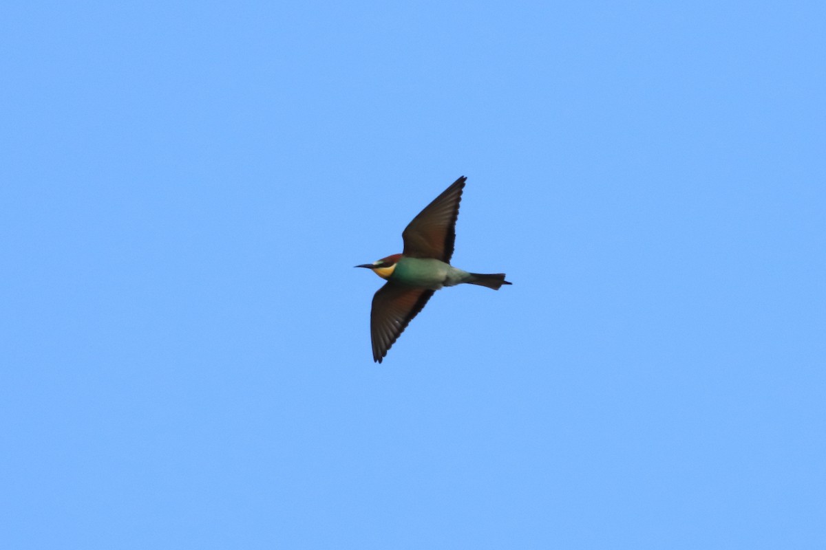 European Bee-eater - ML636490512