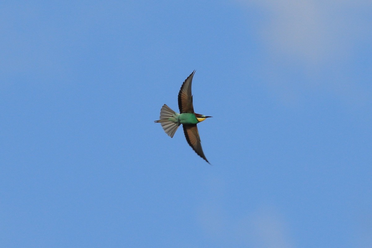 European Bee-eater - ML636490513