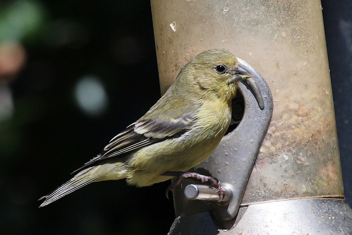 Lesser Goldfinch - ML636490514