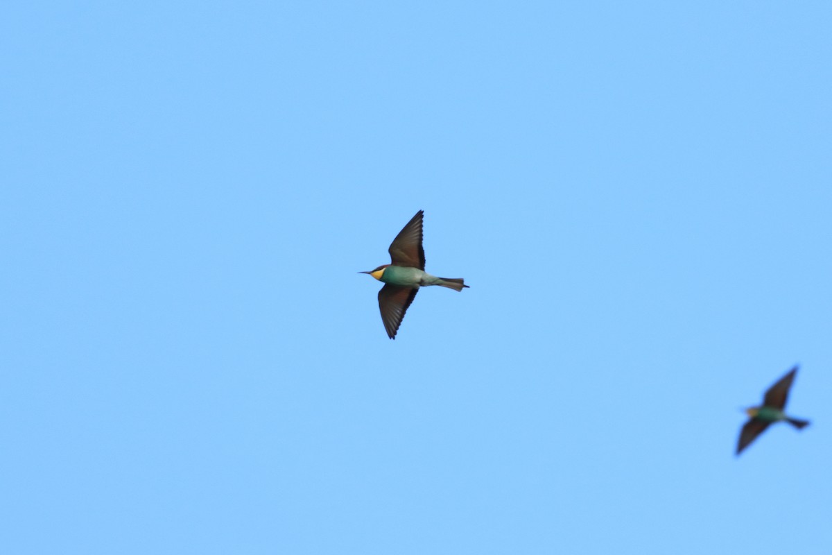 European Bee-eater - ML636490515