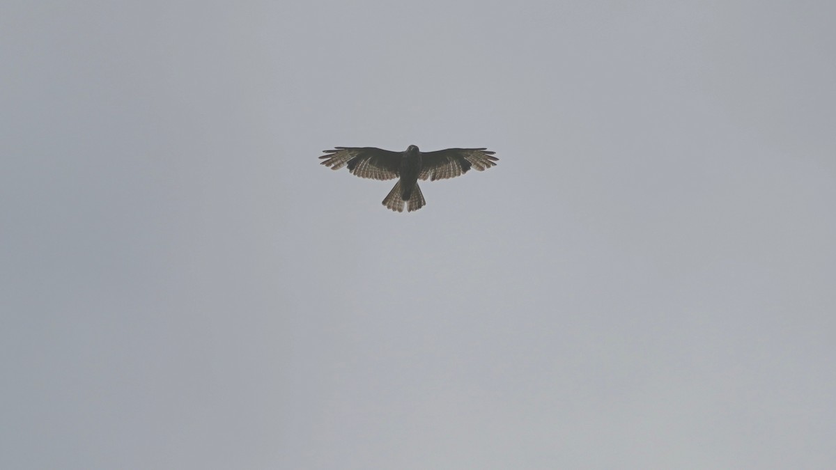 Broad-winged Hawk - ML636490566