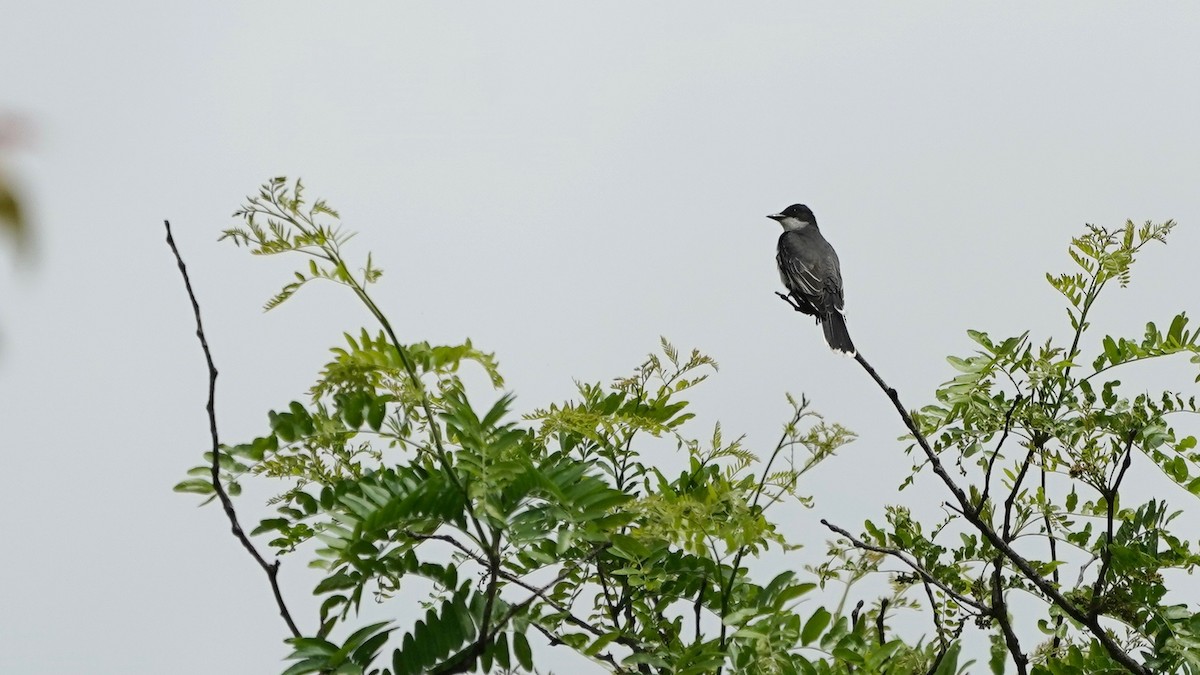 Eastern Kingbird - ML636490587