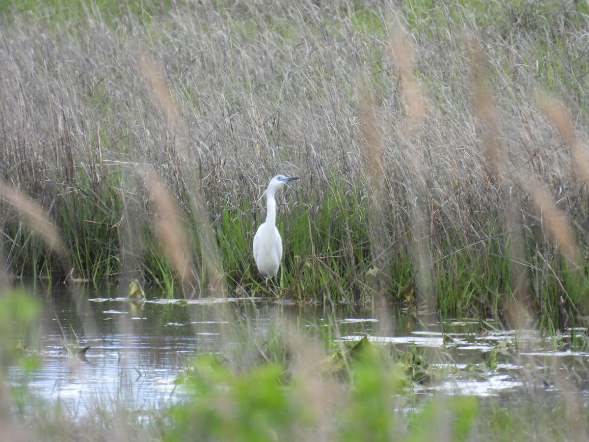 Little Blue Heron - ML636490663