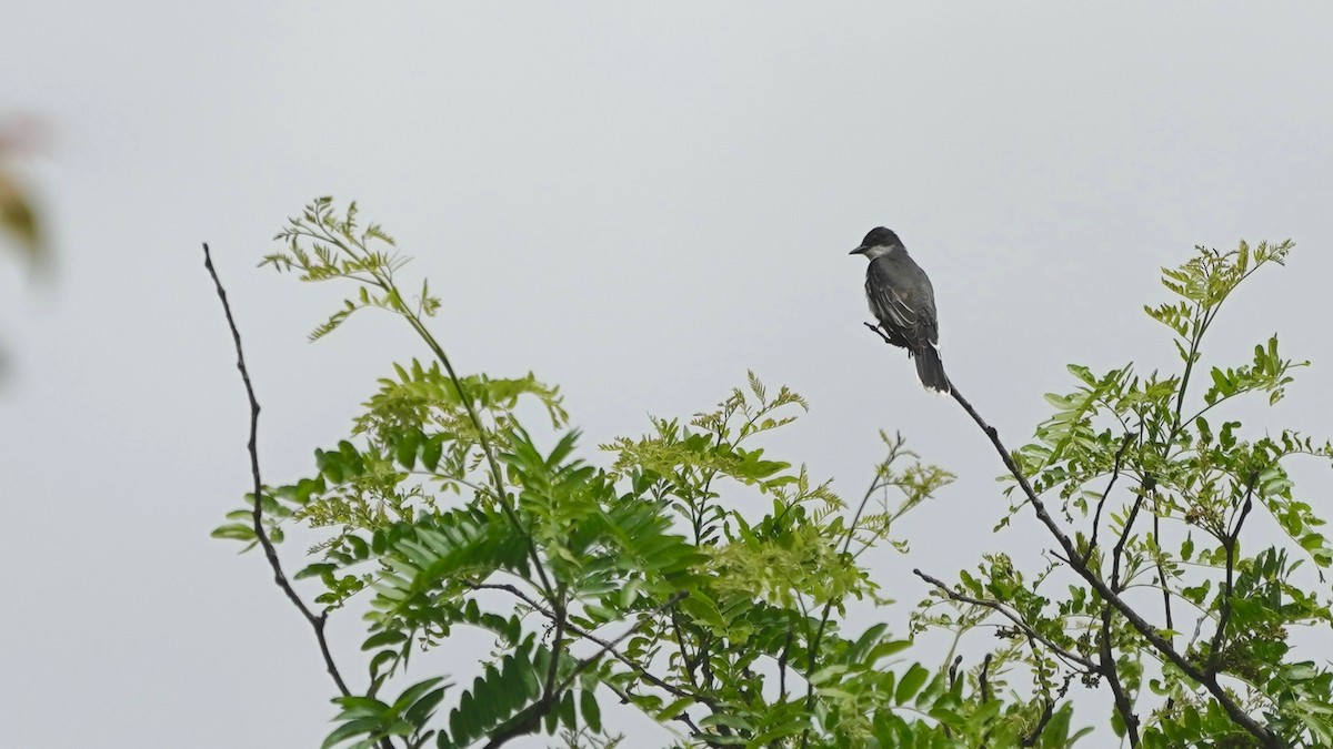 Eastern Kingbird - ML636490703