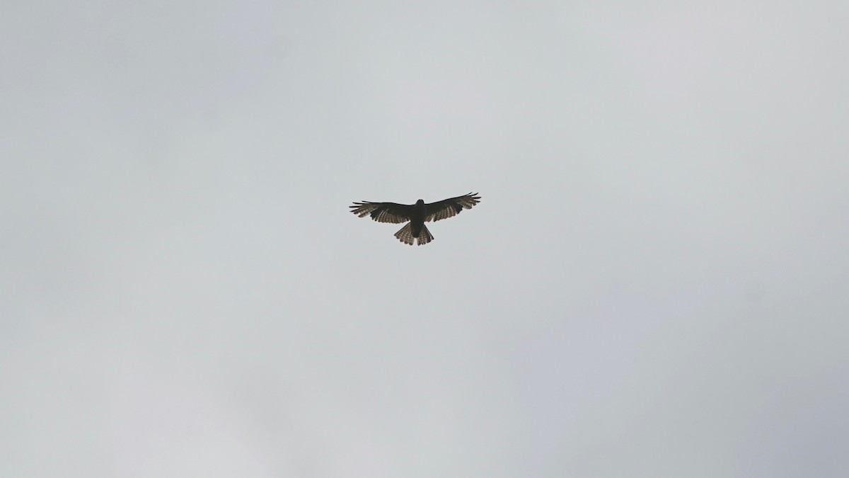Broad-winged Hawk - ML636490759