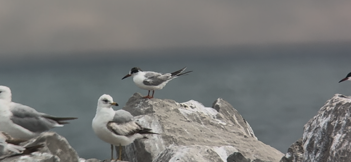 Forster's Tern - ML636490760