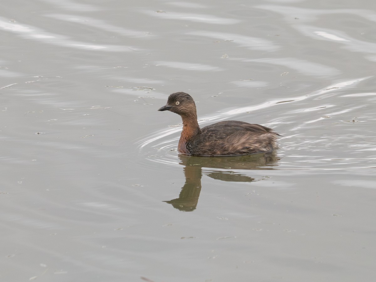 New Zealand Grebe - ML636490768
