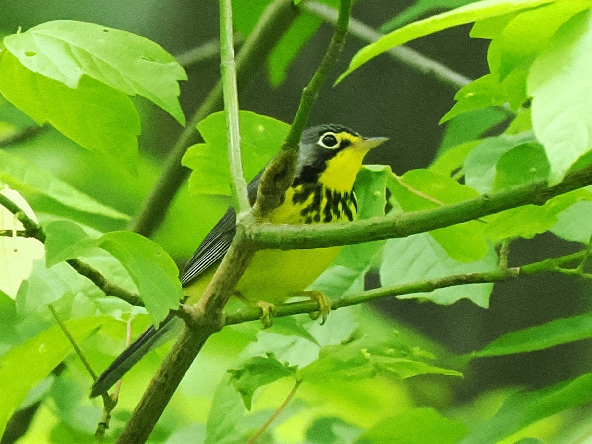 Canada Warbler - ML636490813