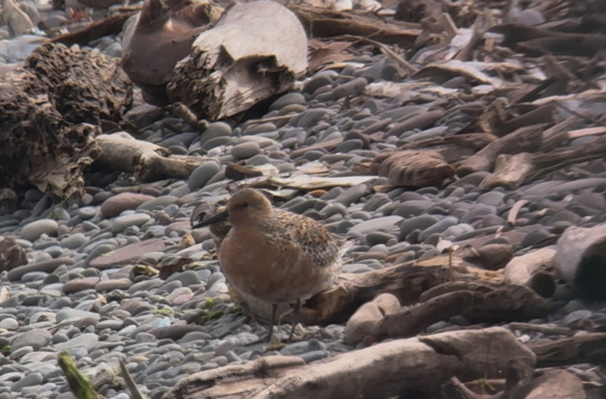 Red Knot - ML636490832