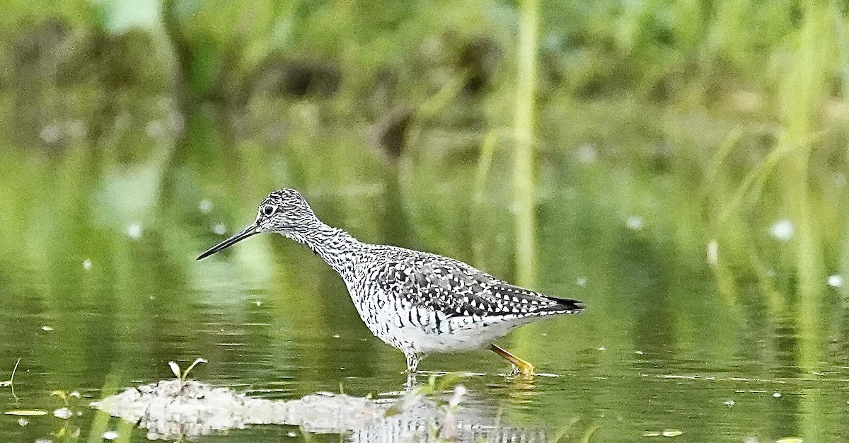 Greater Yellowlegs - ML636490833