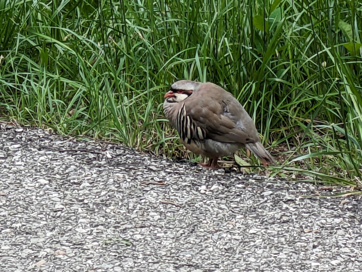 orebice čukar - ML636490843