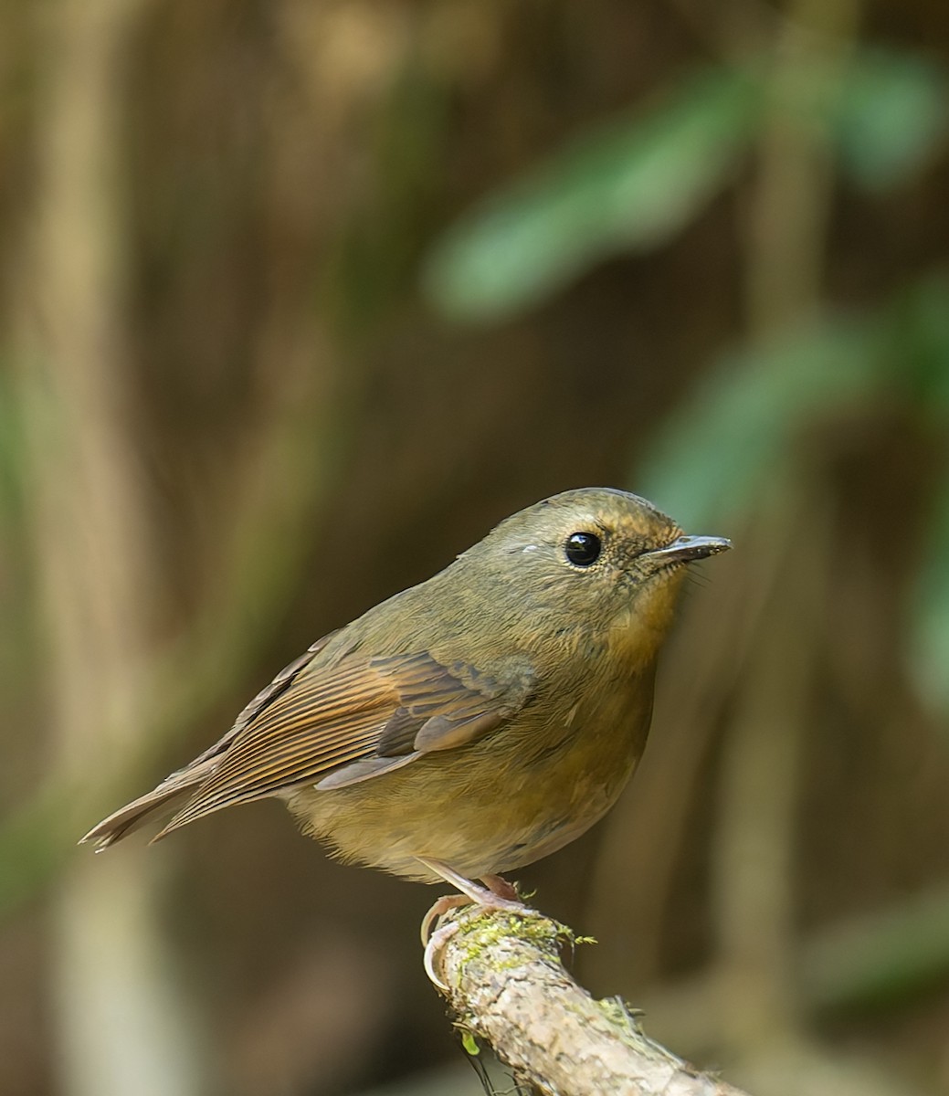 Snowy-browed Flycatcher - ML636490846