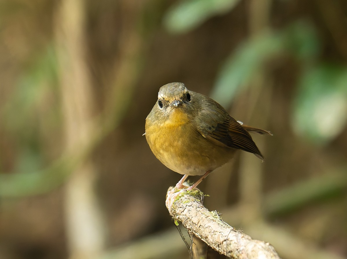 Snowy-browed Flycatcher - ML636490847