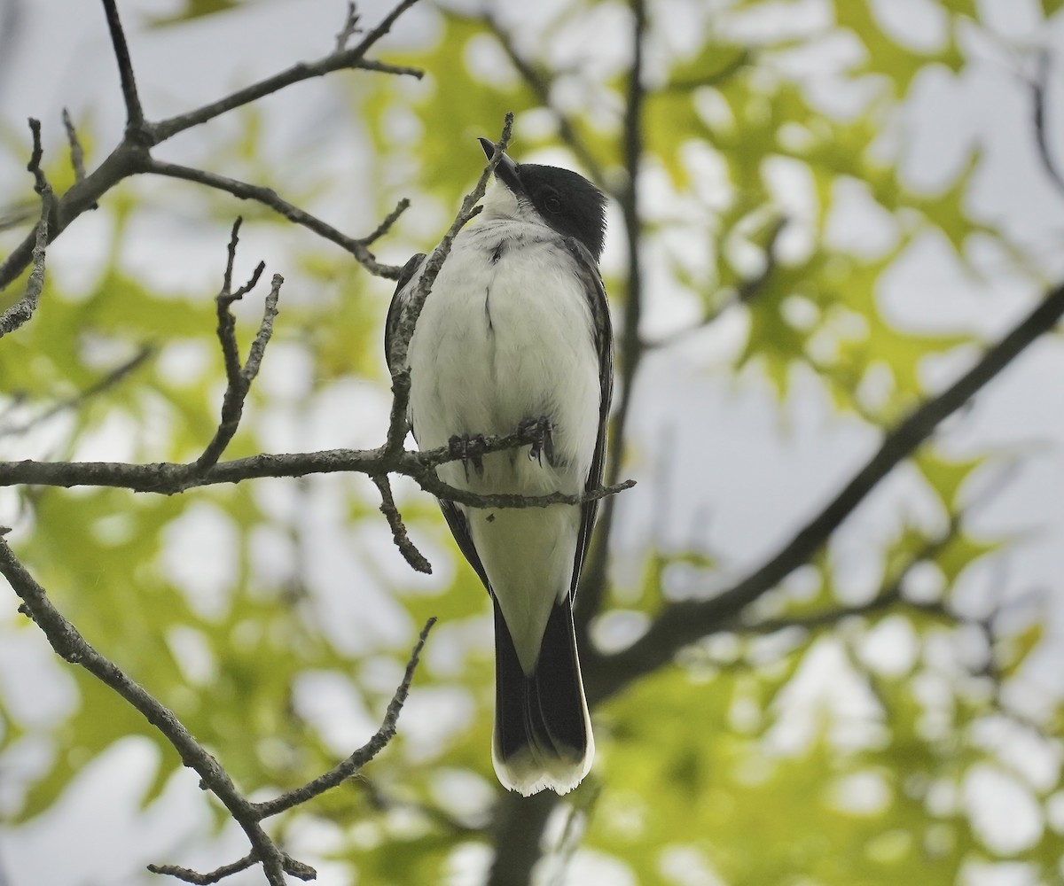 Eastern Kingbird - ML636490849