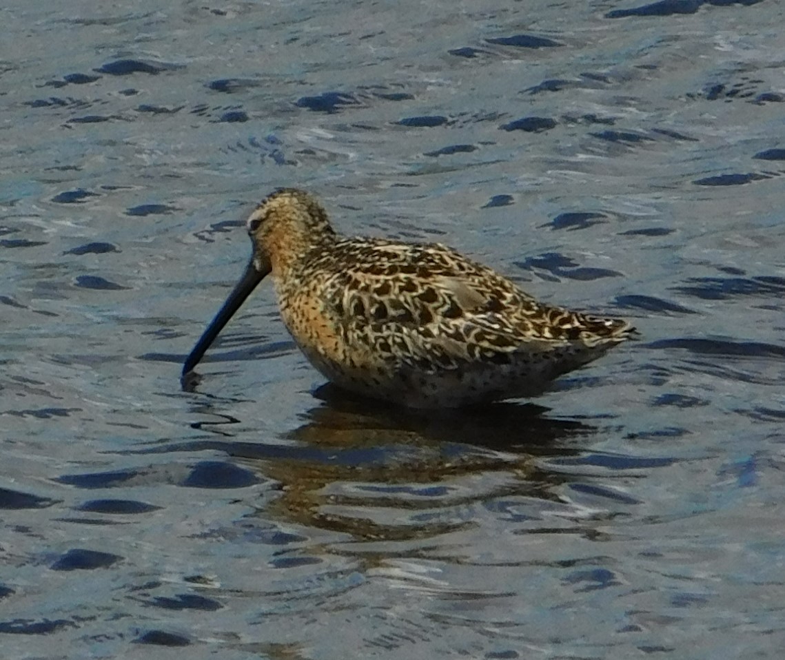 Short-billed Dowitcher - ML636490862