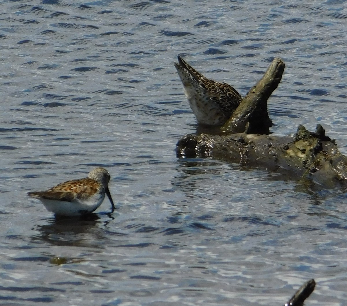 Short-billed Dowitcher - ML636490867