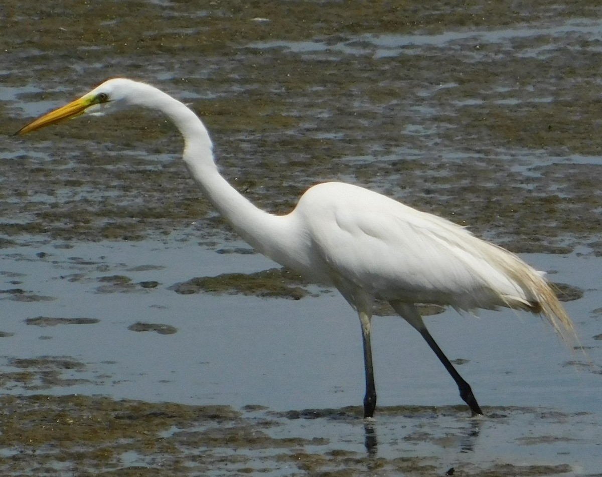 Great Egret - ML636490920