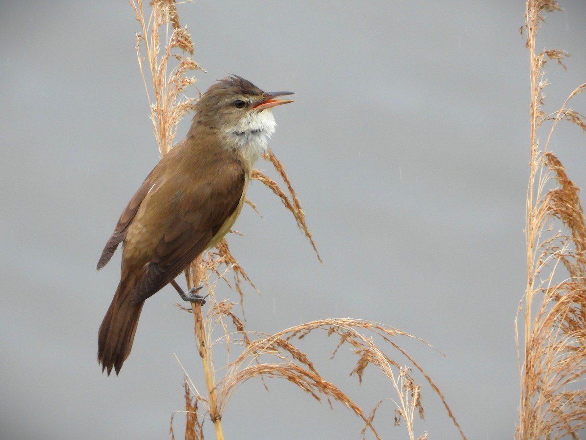 Great Reed Warbler - ML636490932