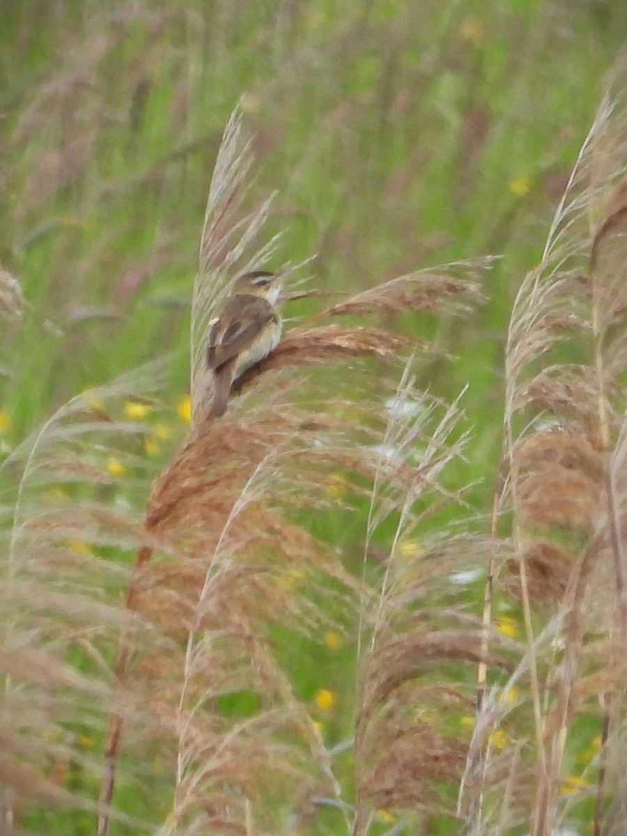 Sedge Warbler - ML636490935