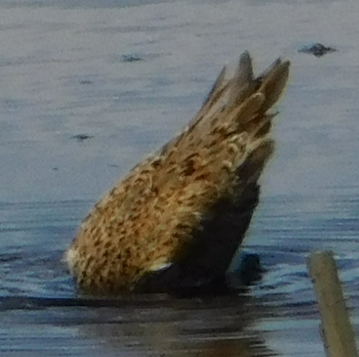 Dunlin - ML636490941