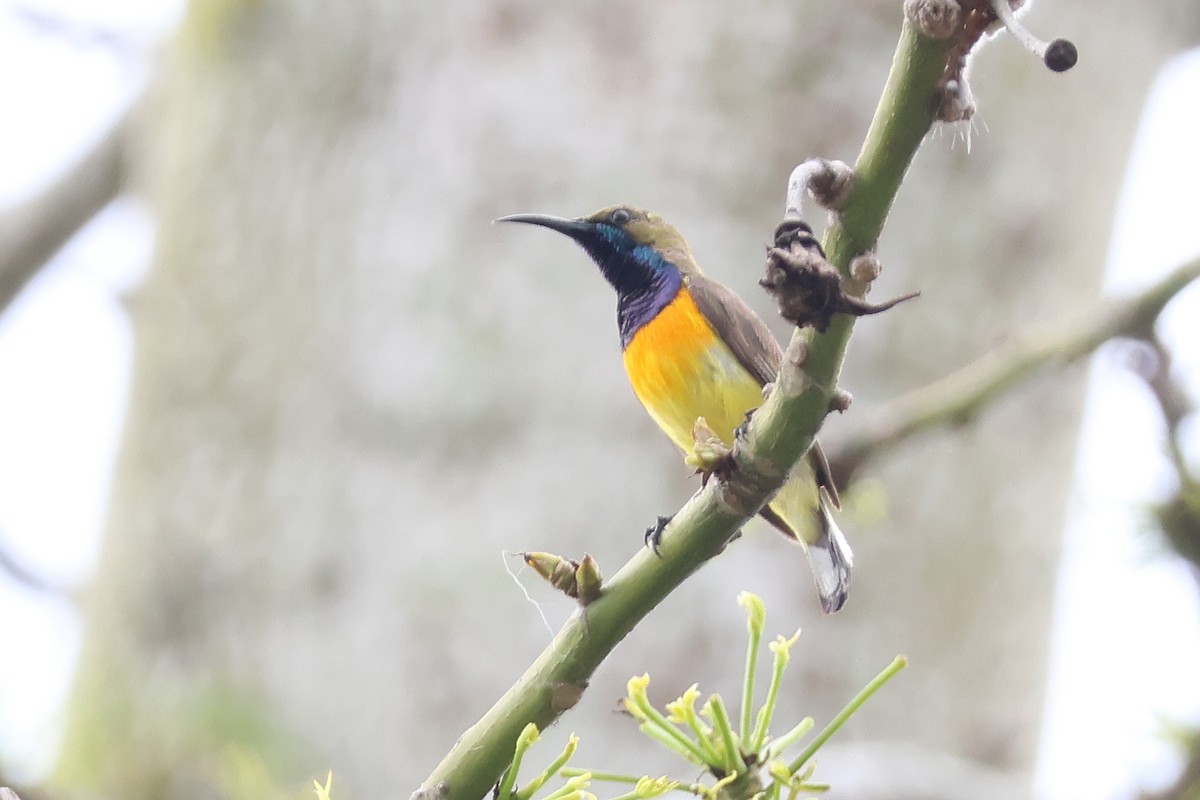 Palawan Sunbird - ML636490948