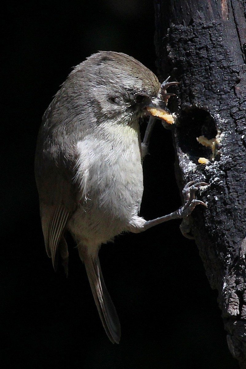 Oak Titmouse - ML636490993