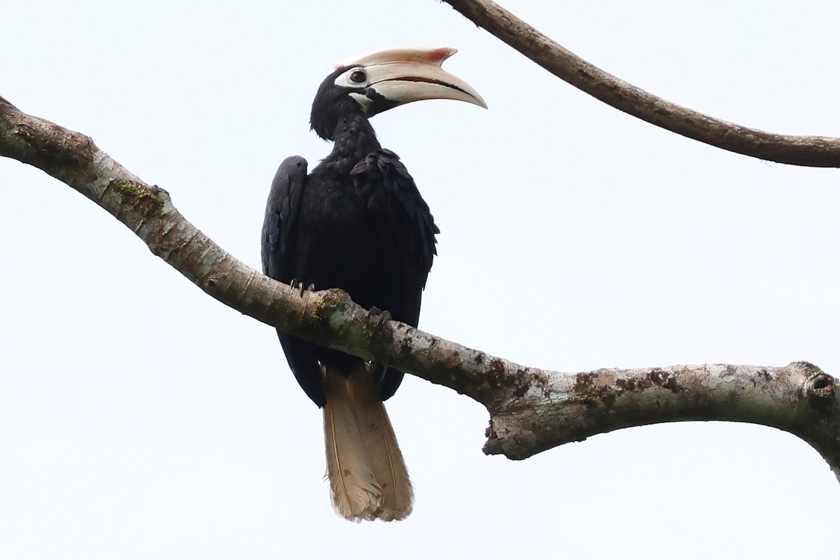 Palawan Hornbill - ML636491231