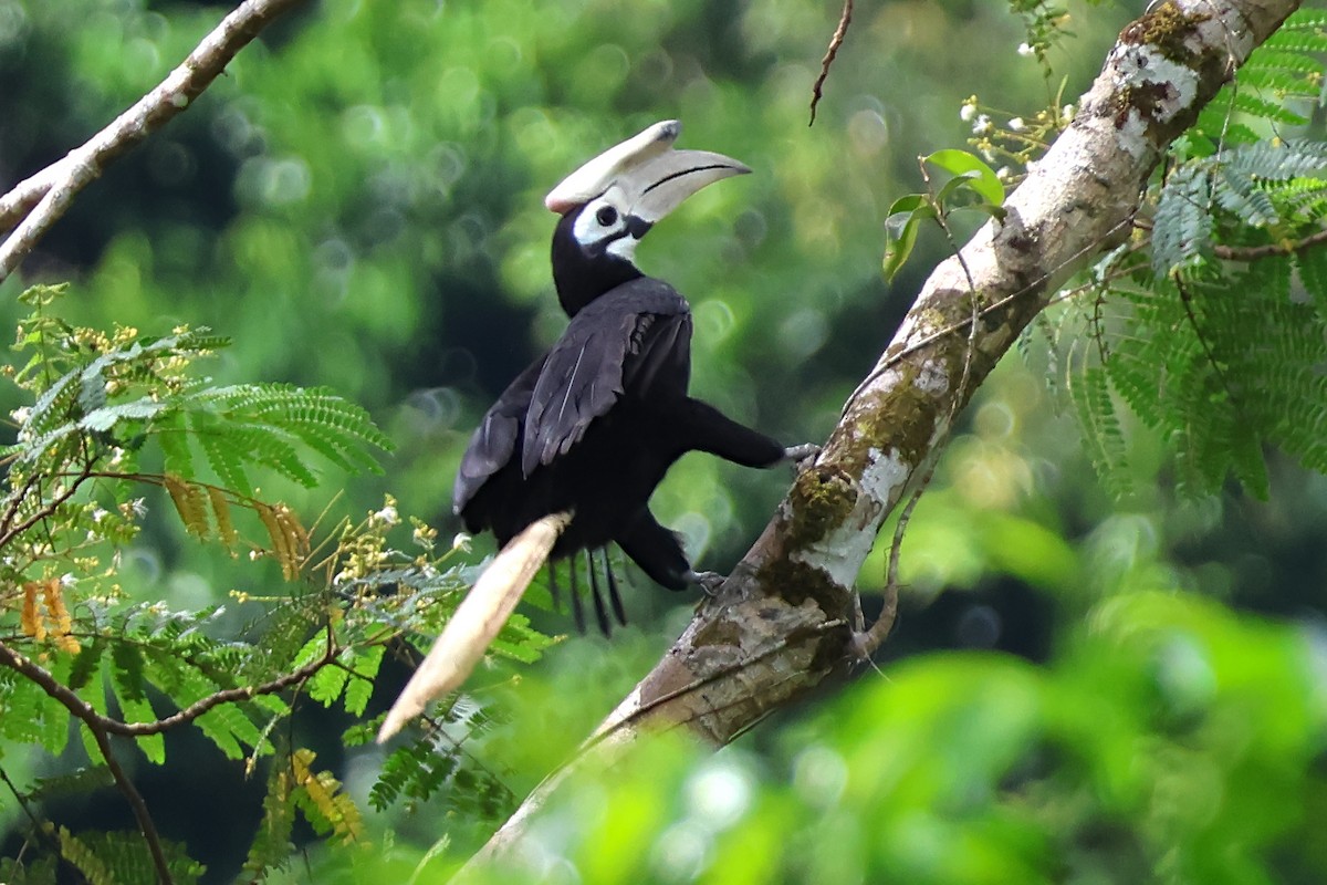 Palawan Hornbill - ML636491232