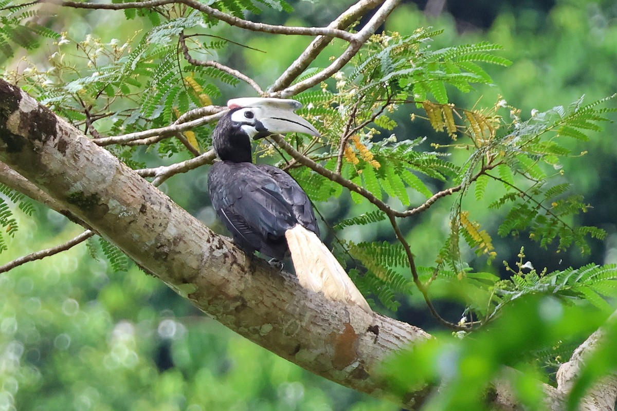 Palawan Hornbill - ML636491233