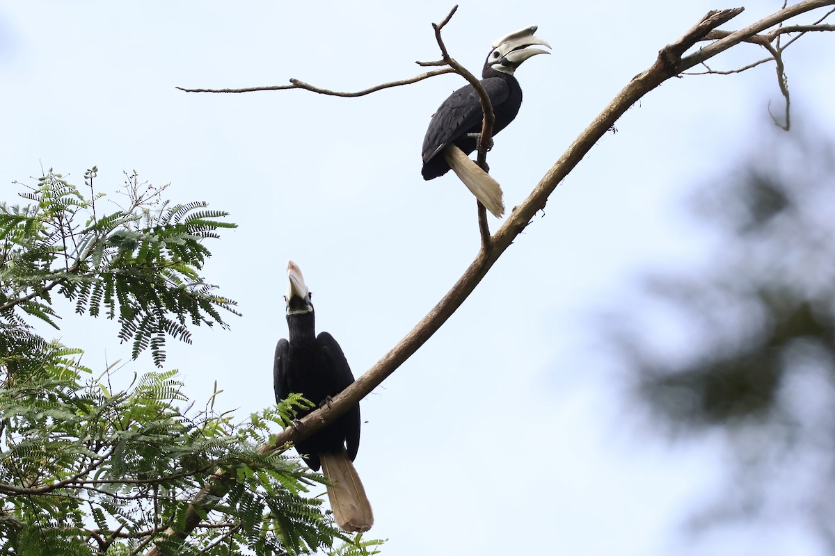 Palawan Hornbill - ML636491234