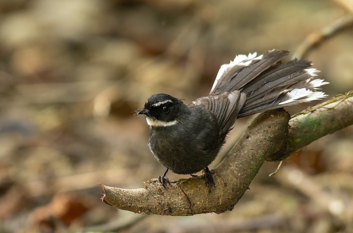 White-throated Fantail - ML636491302