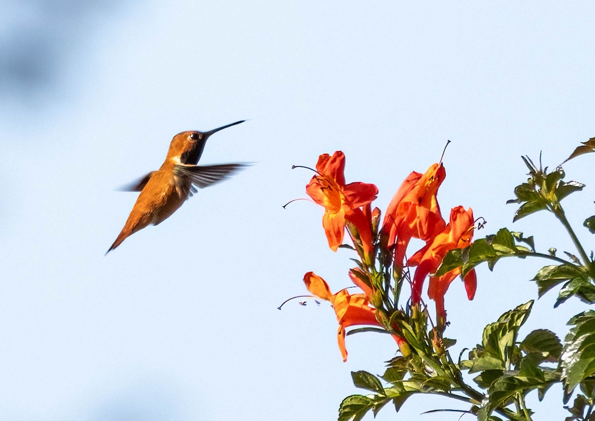 Rufous Hummingbird - ML636491309