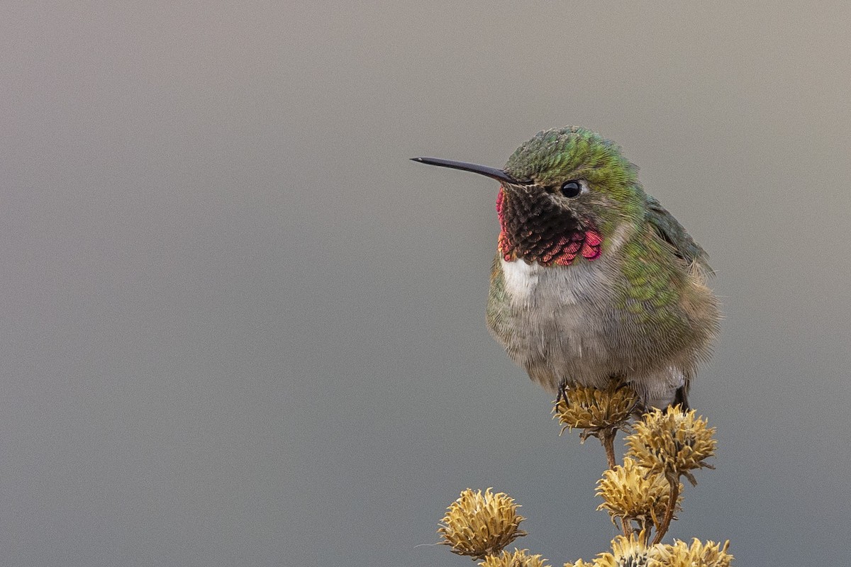 Broad-tailed Hummingbird - ML636491352