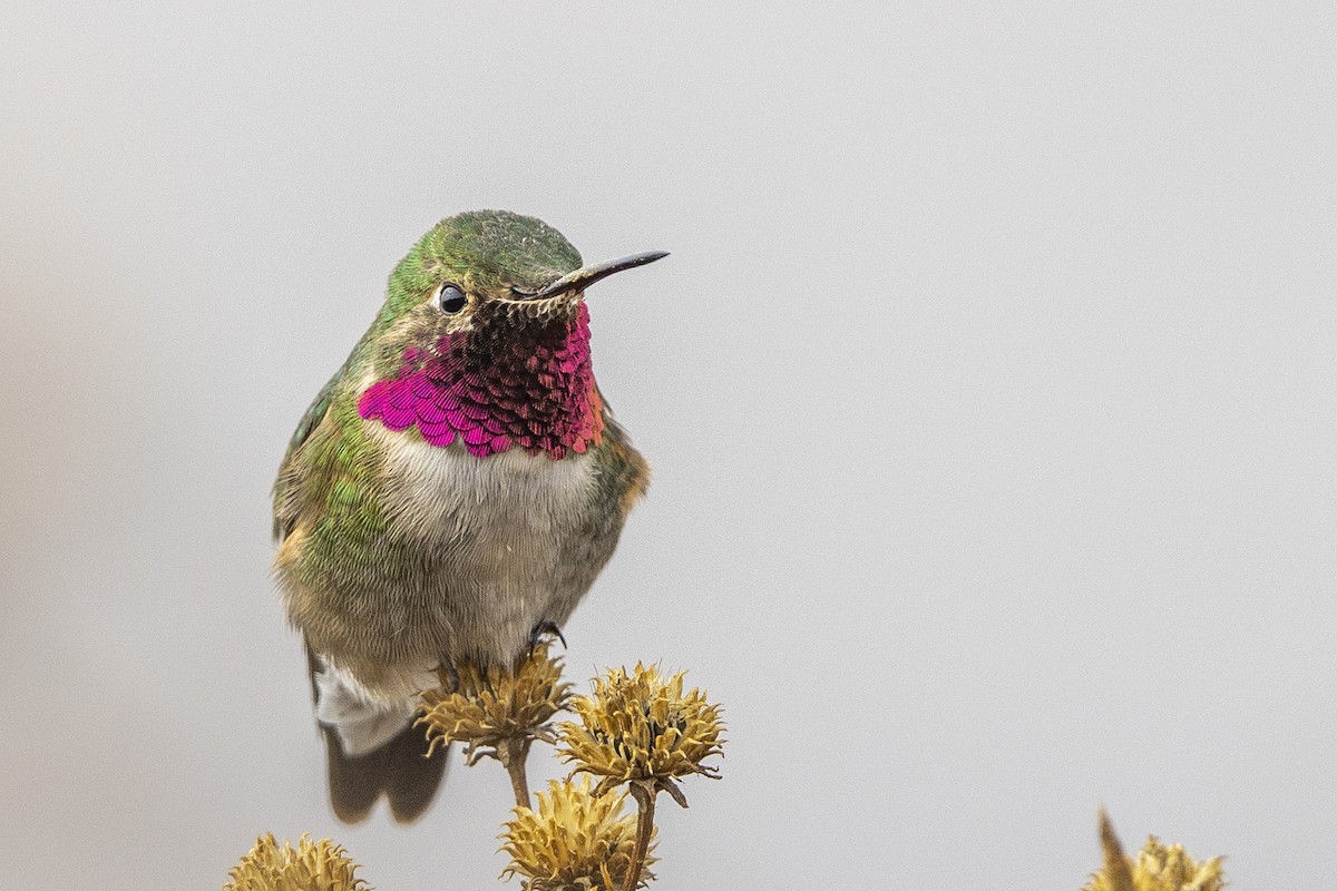 Broad-tailed Hummingbird - ML636491353