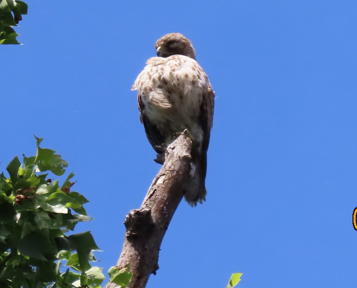 Red-shouldered Hawk - ML636491366