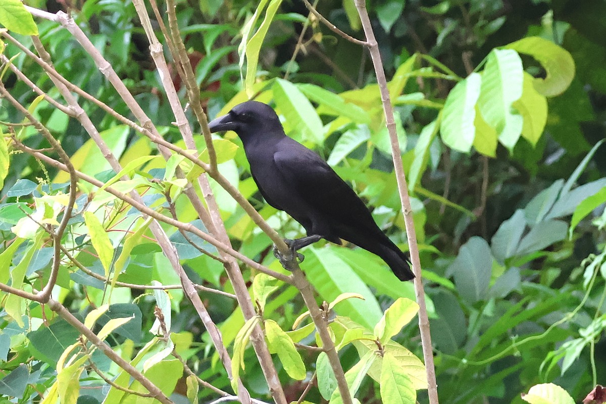 Palawan Crow - ML636491410