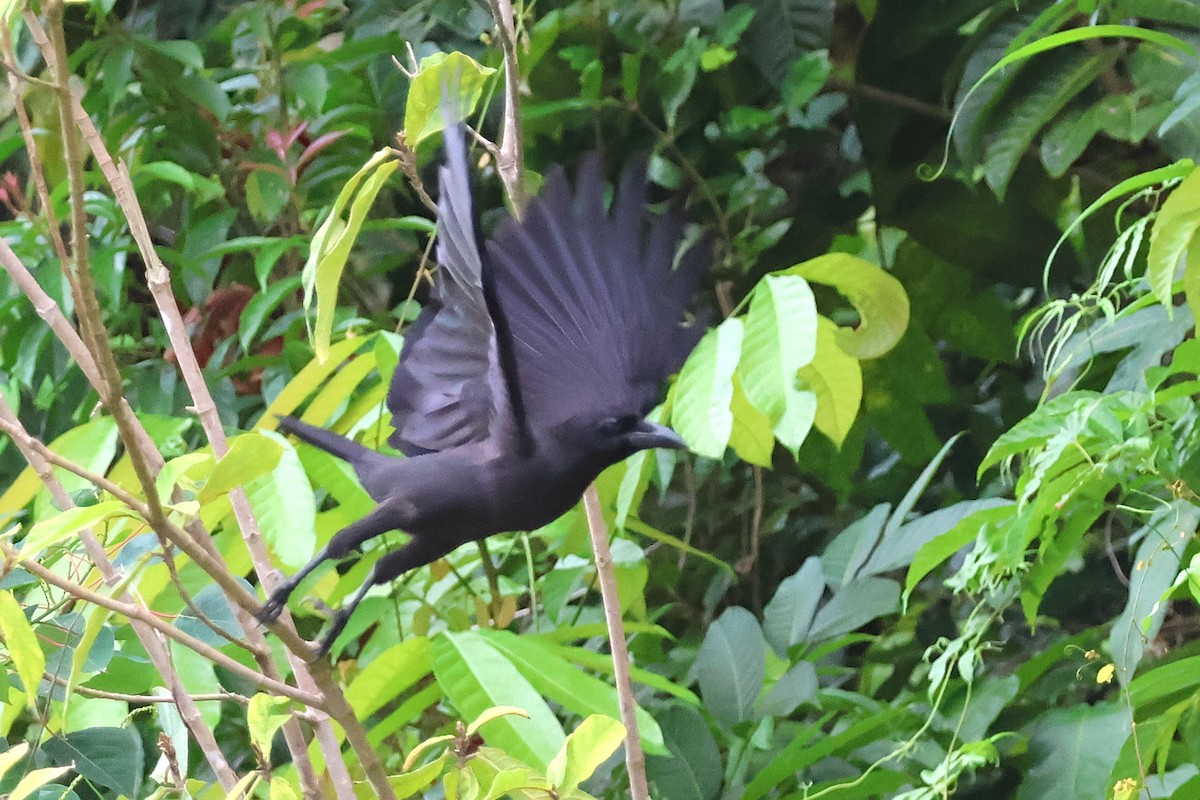 Palawan Crow - ML636491411