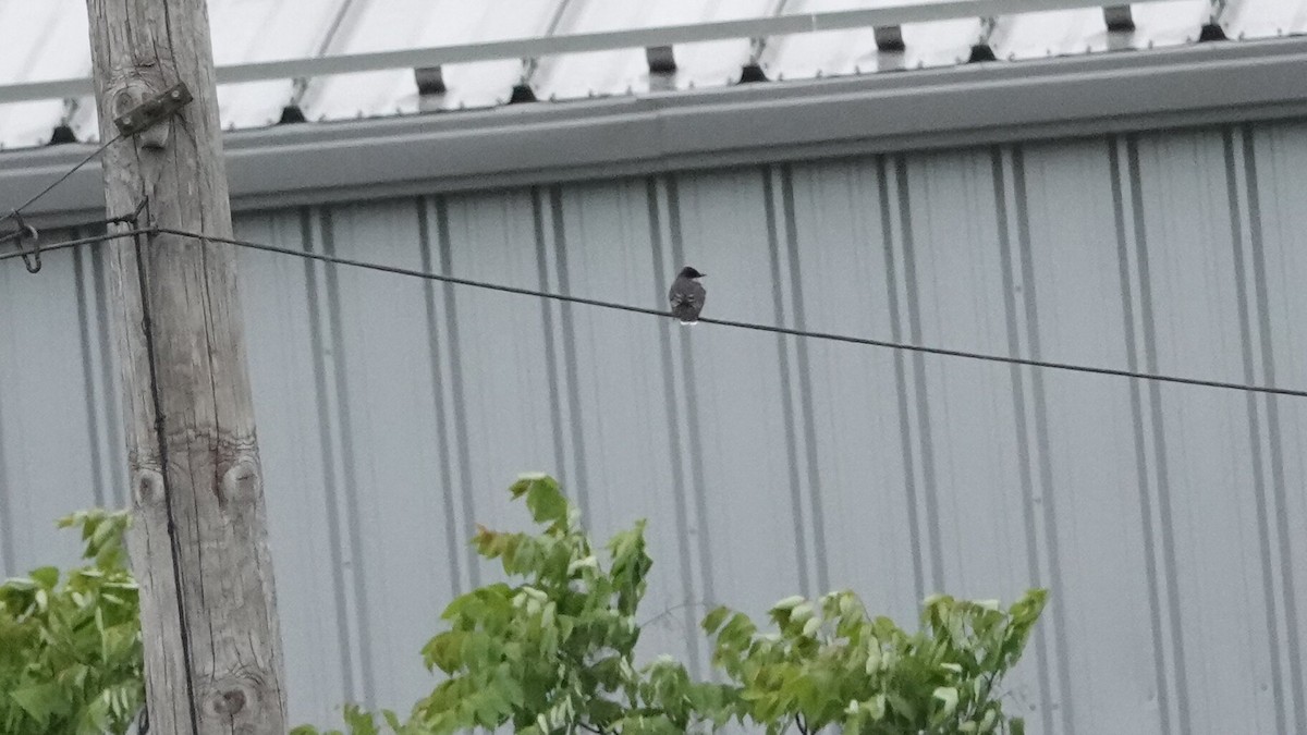 Eastern Kingbird - ML636491420