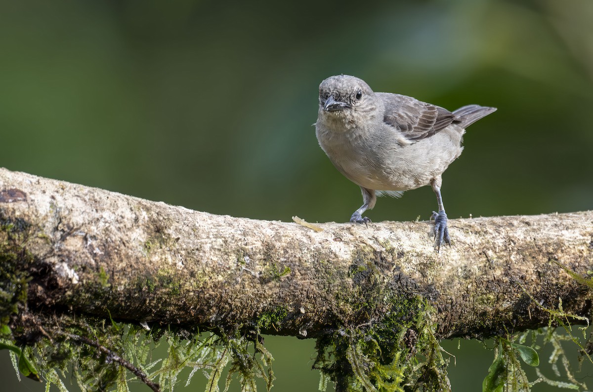 Plain-colored Tanager - ML636491465