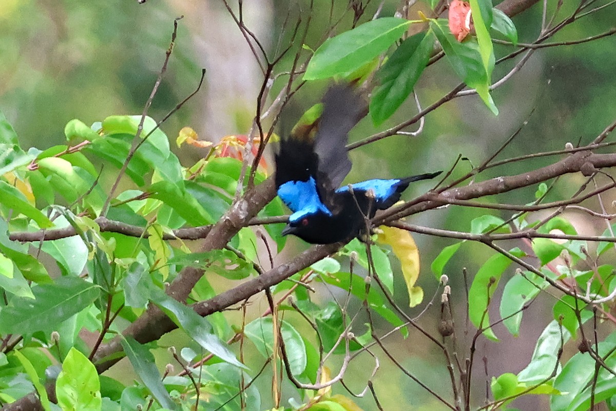 Palawan Fairy-bluebird - ML636491479