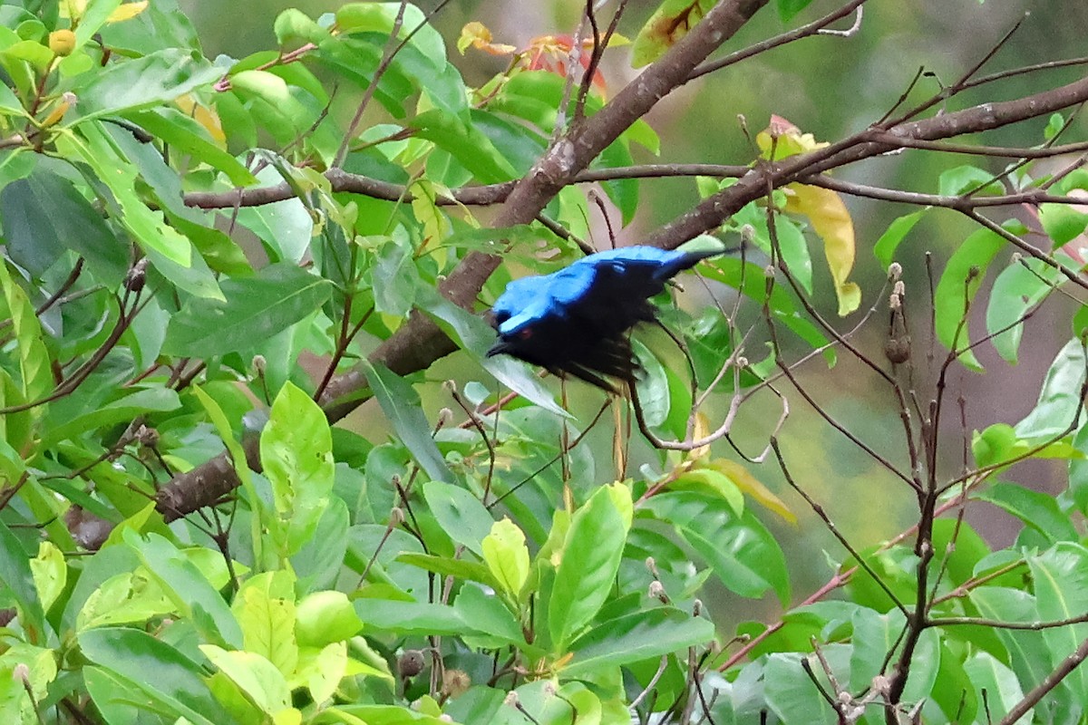 Palawan Fairy-bluebird - ML636491481