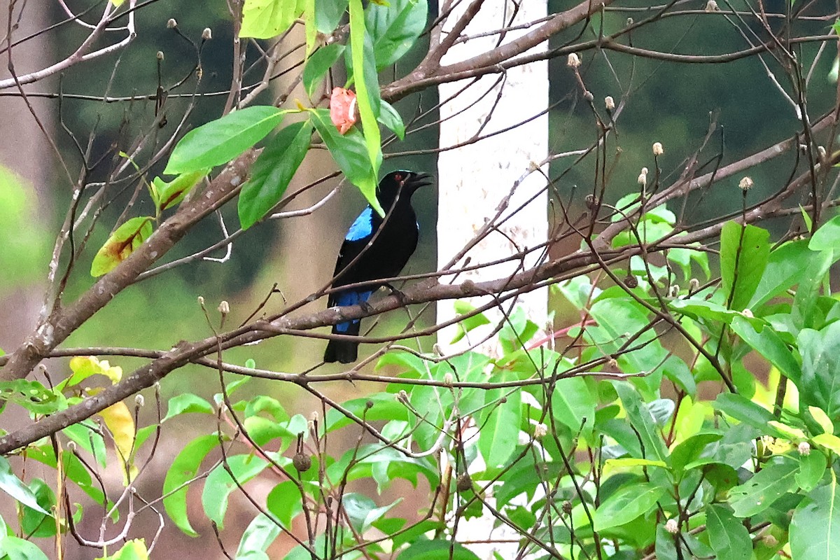 Palawan Fairy-bluebird - ML636491482