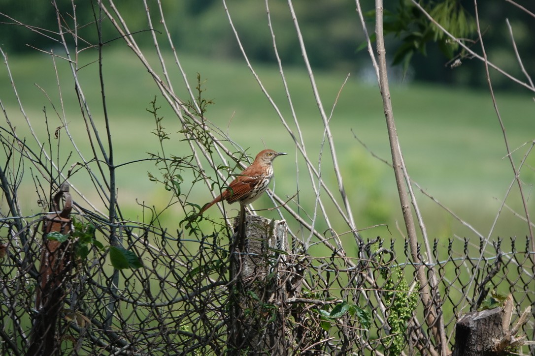 Brown Thrasher - ML636491489